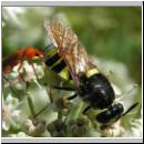 Stratiomys potamida - Waffenfliege w02.jpg